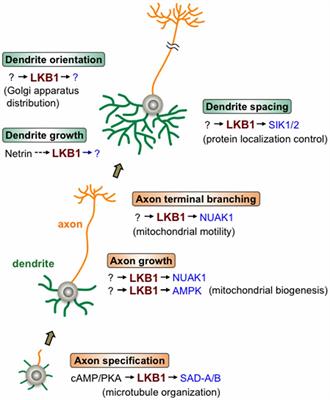 Versatile Roles of LKB1 Kinase Signaling in Neural Development and Homeostasis